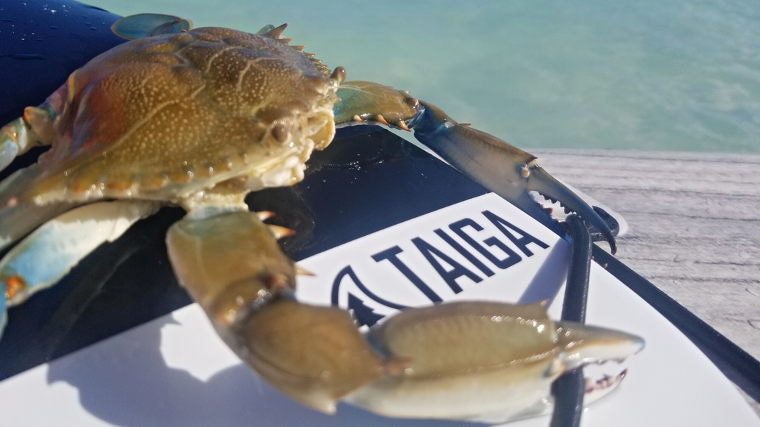 Cuba in SUP: The Best of Both Worlds