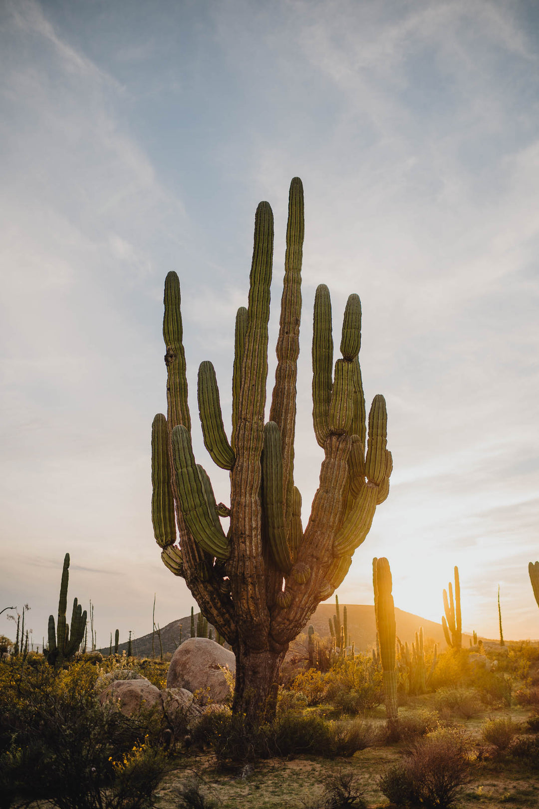 Cactus